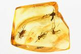 Four Detailed Fossil Fungus Gnats (Mycetophilidae) in Baltic Amber #381496-1